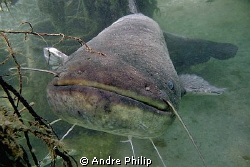 a face that only a mother can love - 2m wels catfish in a... by Andre Philip 